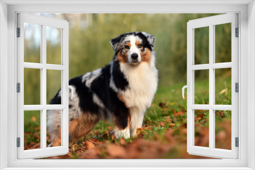 Fototapeta Naklejka Na Ścianę Okno 3D - a beautiful australian shepherd dog in the park