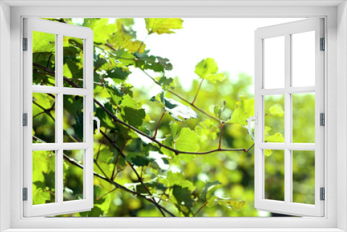 Fototapeta Naklejka Na Ścianę Okno 3D - Grape leaves and sun beams