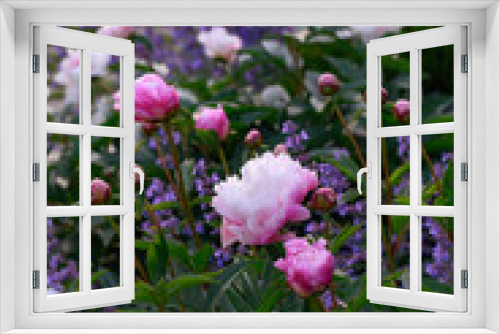 Fototapeta Naklejka Na Ścianę Okno 3D - pink peonies blooming with blue nepeta (catnip). Romantic cottage summer garden with perennials