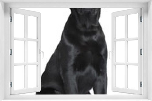 Fototapeta Naklejka Na Ścianę Okno 3D - Black Labrador puppy
