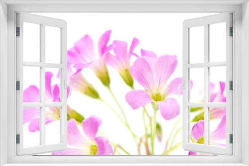Fototapeta Naklejka Na Ścianę Okno 3D - Pink flowers of Oxalis corymbosa