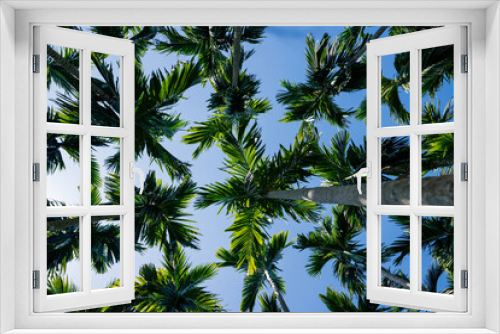 Fototapeta Naklejka Na Ścianę Okno 3D - Areca nut trees under blue sky