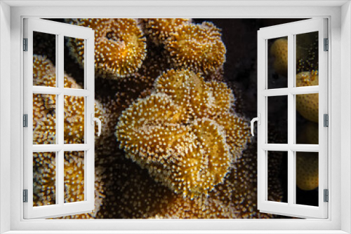 Fototapeta Naklejka Na Ścianę Okno 3D - Beautiful corals on the bottom of a reef in the Red Sea
