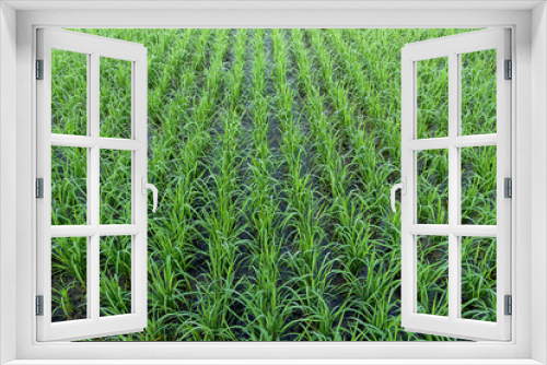 Fototapeta Naklejka Na Ścianę Okno 3D - View of Young rice arranged in rows and sprout ready to growing in the rice field.