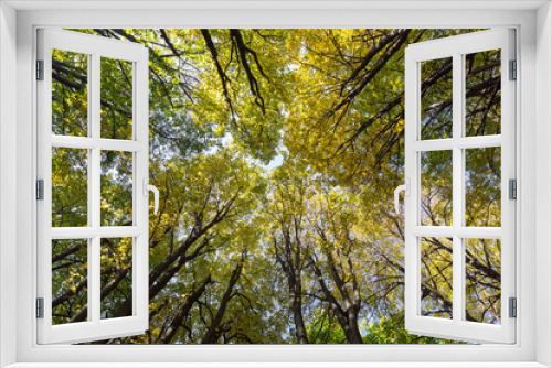 Fototapeta Naklejka Na Ścianę Okno 3D - Top of autumn trees in forest