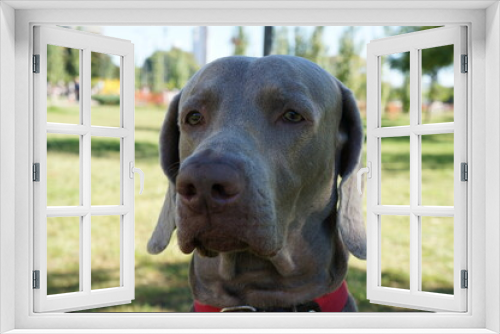 Fototapeta Naklejka Na Ścianę Okno 3D - retrato en primer plano de perro de raza weimaraner o braco de Weimar, mirada astuta, perro guardián