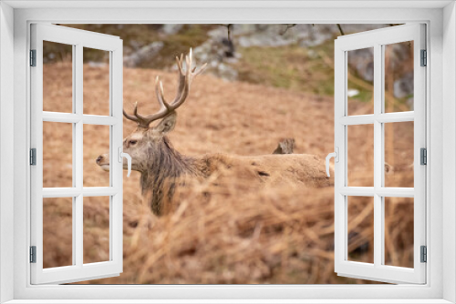 Fototapeta Naklejka Na Ścianę Okno 3D - deer in the country park 