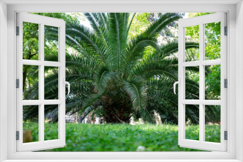 Fototapeta Naklejka Na Ścianę Okno 3D - Lush Green Palm Fan Out in a Verdant Park, Nature's Canopy Creating a Tranquil Scene