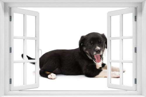 Fototapeta Naklejka Na Ścianę Okno 3D - puppy isolated