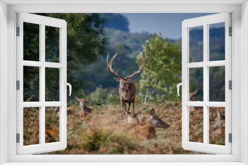 Fototapeta Naklejka Na Ścianę Okno 3D - Red Deer Stag and Hinds (Doe)
