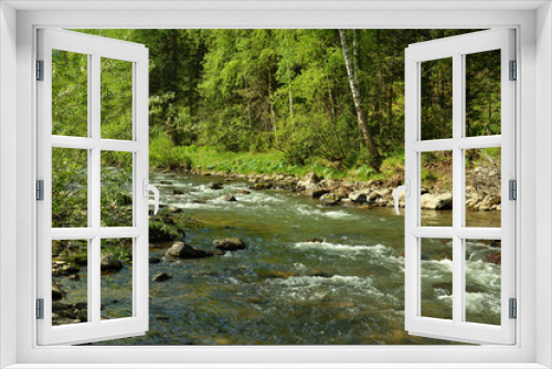Fototapeta Naklejka Na Ścianę Okno 3D - A small, turbulent river with a rocky bottom and banks flows down from the mountains through a dense birch forest on a sunny summer morning.