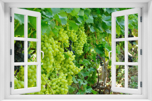 Fototapeta Naklejka Na Ścianę Okno 3D - plantation of blue and green grape
