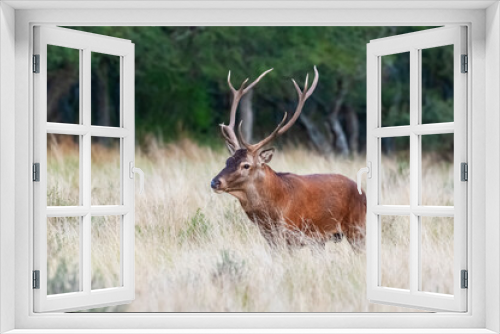 Fototapeta Naklejka Na Ścianę Okno 3D - Red deer in Calden Forest environment, La Pampa, Argentina, Parque Luro, Nature Reserve