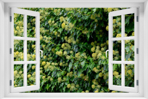 Fototapeta Naklejka Na Ścianę Okno 3D - Selective focus of green leaves and flower of Hedera plant on the fence wall, Hedera colchica is a species of ivy, It is commonly called Persian ivy or colchis ivy, Nature pattern, Greenery background