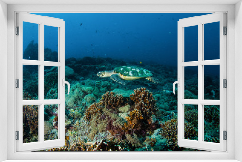Fototapeta Naklejka Na Ścianę Okno 3D - Hawksbill Turtle in Gili Lombok Nusa Tenggara Barat underwater