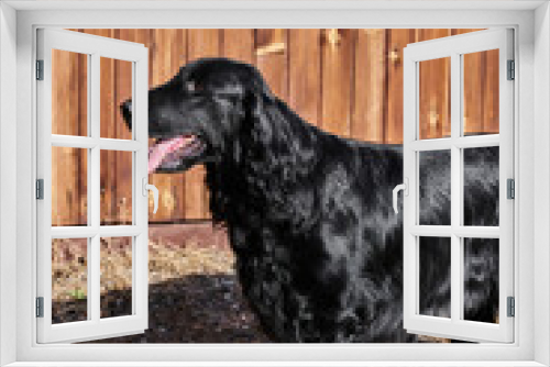 Fototapeta Naklejka Na Ścianę Okno 3D - Portrait of black flat-coated retriever walking and playing close-up, purebred dog against the background of a wooden fence