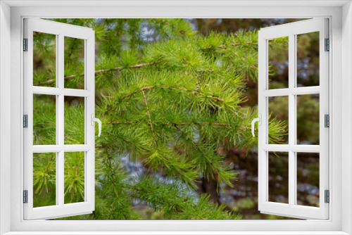 Fototapeta Naklejka Na Ścianę Okno 3D - Tamarack Branches in Summer