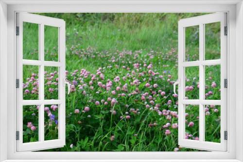 Fototapeta Naklejka Na Ścianę Okno 3D - green field with purple clovers isolated copy space  