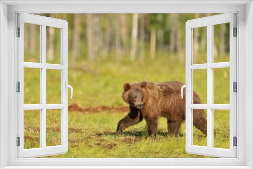 Fototapeta Naklejka Na Ścianę Okno 3D - Brown bear walking in the bog at summer