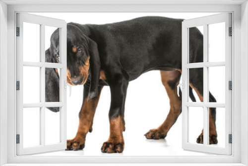 Fototapeta Naklejka Na Ścianę Okno 3D - black and tan coonhound
