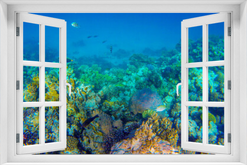 Fototapeta Naklejka Na Ścianę Okno 3D - coral reef with fish for banner background