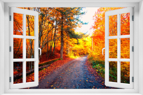 Fototapeta Naklejka Na Ścianę Okno 3D - autumn forest scenery, autumn morning dawn, nature colorful background, Europe	