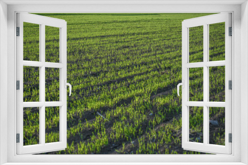 Fototapeta Naklejka Na Ścianę Okno 3D - freshly planted field in winter in Cyprus 1