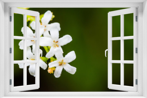 Fototapeta Naklejka Na Ścianę Okno 3D - Macro Butterfly Bush (Byttneria) with white Flowers.