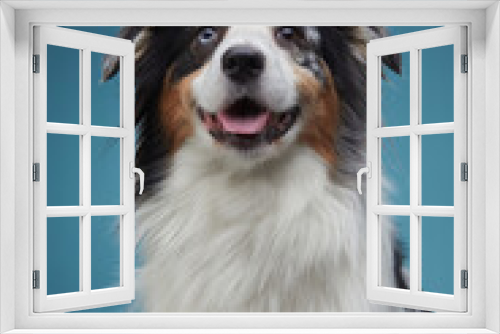 Fototapeta Naklejka Na Ścianę Okno 3D - Portrait of a merle Australian Shepherd dog with a vibrant expression