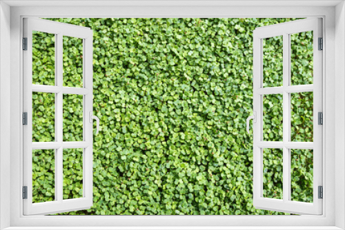 Fototapeta Naklejka Na Ścianę Okno 3D - Fresh organic microgreens (baby greens). broccoli microgreens