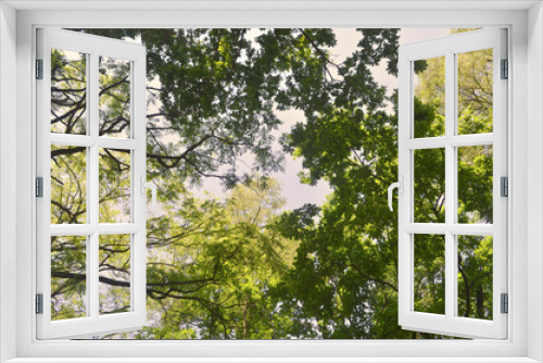 Fototapeta Naklejka Na Ścianę Okno 3D - drzewa