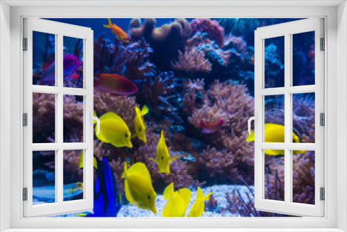 Fototapeta Naklejka Na Ścianę Okno 3D - tropical fishes meet in blue coral reef sea water aquarium. Unde