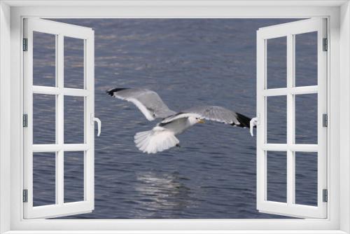 Fototapeta Naklejka Na Ścianę Okno 3D - sea gull