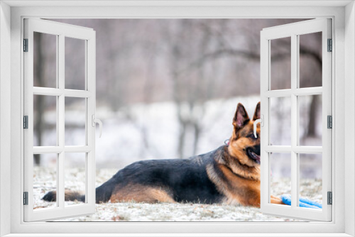 Fototapeta Naklejka Na Ścianę Okno 3D - german shepherd dog in snow