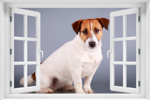 Fototapeta Naklejka Na Ścianę Okno 3D - Jack Russell Terrier dog