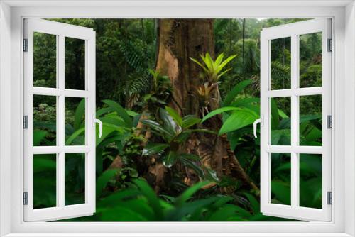 Fototapeta Naklejka Na Ścianę Okno 3D - Large tropical tree in the rainforest
