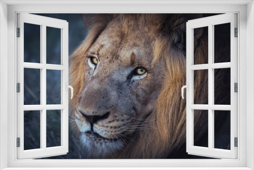Fototapeta Naklejka Na Ścianę Okno 3D - Wild lion in the savanna