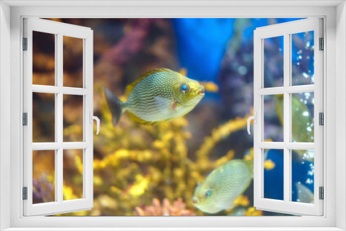 Fototapeta Naklejka Na Ścianę Okno 3D - Yellow Spot Rabbitfish in Tropical Sea