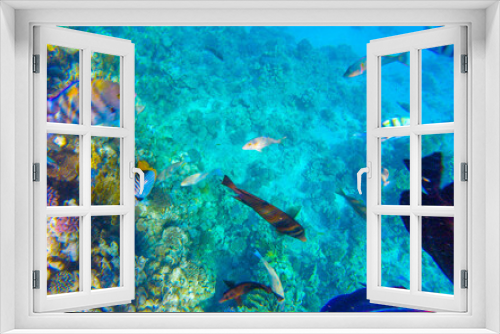 Fototapeta Naklejka Na Ścianę Okno 3D - coral reef in egypt for banner background