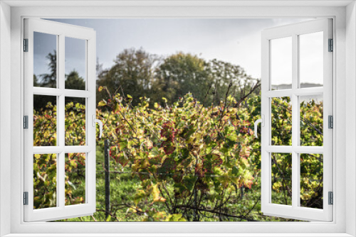 Fototapeta Naklejka Na Ścianę Okno 3D - french vineyard landscape,Winemaking and grape fields.