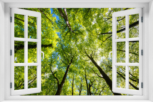 Fototapeta Naklejka Na Ścianę Okno 3D - Treetop panorama of beech (fagus) and oak (quercus) trees in a forest in Hemer Sauerland on a bright sping day with fresh green foliage, strong trunks and boles seen from below in frog perspective.