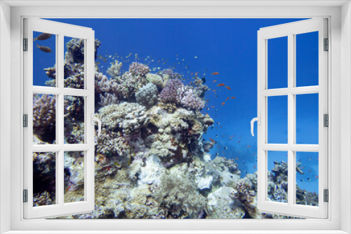 Fototapeta Naklejka Na Ścianę Okno 3D - Colorful, picturesque coral reef at the bottom of tropical sea, hard corals and fishes Anthias, underwater landscape