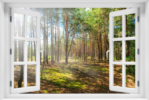 Fototapeta Naklejka Na Ścianę Okno 3D - pine forest