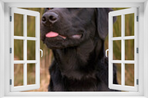 Fototapeta Naklejka Na Ścianę Okno 3D - Beautiful black Labrador Retriever sticking out its tongue.