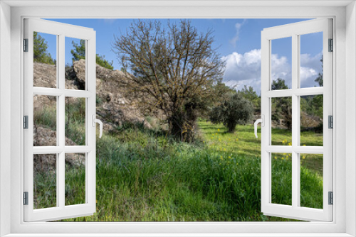 Fototapeta Naklejka Na Ścianę Okno 3D - View of the beautiful
pine forest and olive orchard Nature Trail, located next to the small village of Delikipos in Larnaca district, Cyprus