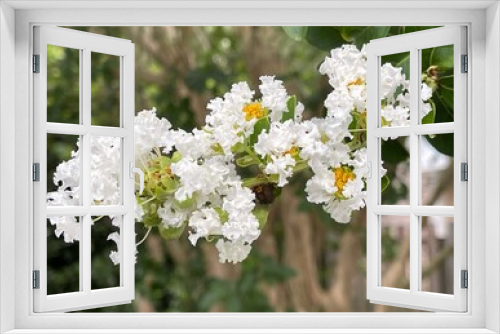 Fototapeta Naklejka Na Ścianę Okno 3D - A bunch of lacy, white blossoms on a Crepe Myrtle