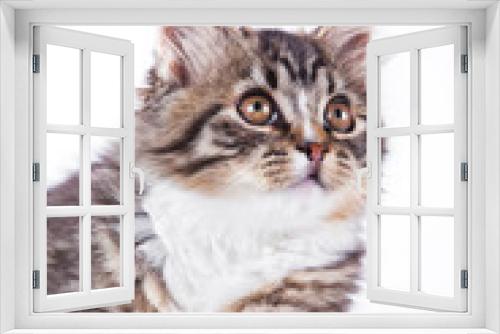 Fototapeta Naklejka Na Ścianę Okno 3D - tabby cat on a white background