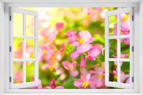 Fototapeta Naklejka Na Ścianę Okno 3D - Beautiful colorful flower