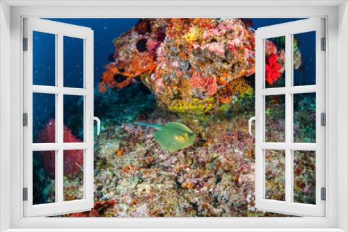 Fototapeta Naklejka Na Ścianę Okno 3D - Blue spotted ray in Gili Lombok Nusa Tenggara Barat underwater