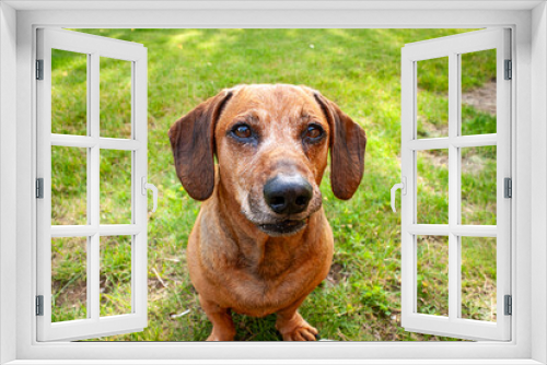 Fototapeta Naklejka Na Ścianę Okno 3D - adorable brown dachshund playing in the garden in summer